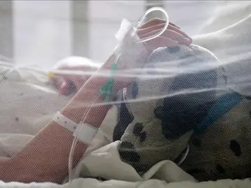 Brasil se moviliza contra el zika tras constatar que es letal Brasil se moviliza contra el zika tras constatar que es letal