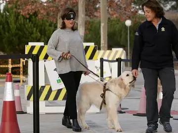 Soraya Sáenz de Santamaría, con los ojos vendados acompañada de un perro guía Soraya Sáenz de Santamaría, con los ojos vendados acompañada de un perro guía