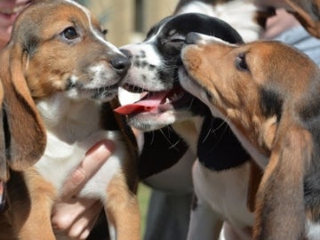 Camada de cachorros