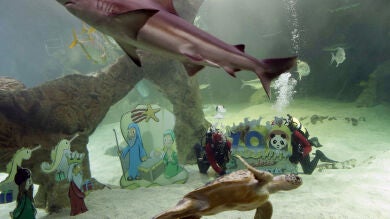 Tiburones y tortugas del zoo de Madrid ya tienen montado su Belén acuático