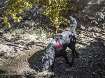 Un perro de búsqueda rastrea durante una operación antiterrorista en el sur de Turquía