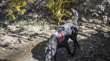 Un perro de búsqueda rastrea durante una operación antiterrorista en el sur de Turquía