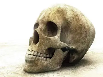 Calavera humana Calavera humana