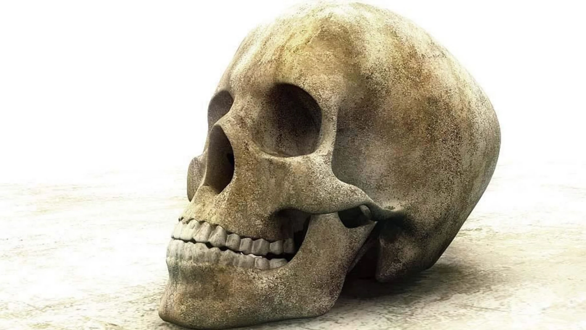 Calavera humana Calavera humana