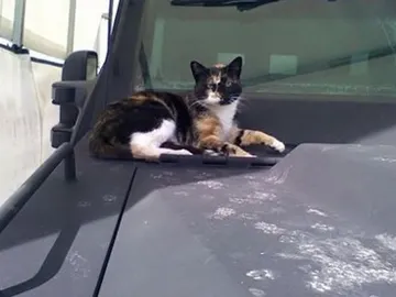 Boston busca al gato de los SWAT Boston busca al gato de los SWAT