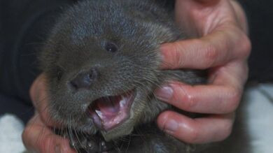 Una nutria de 10 semanas llega a una casa y llora en la puerta hasta conseguir ayuda