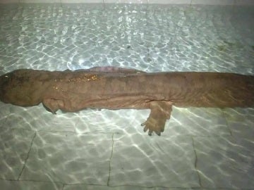 Salamandra gigante encontrada en China