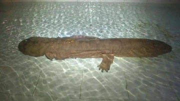 Salamandra gigante encontrada en China