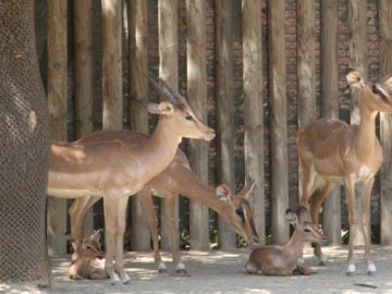 Impalas de cara negra