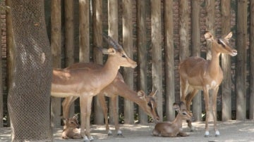 Impalas de cara negra