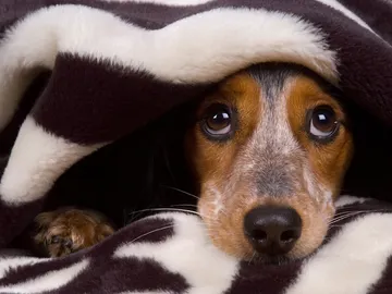 Perro asustado Perro asustado