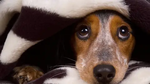 Perro asustado Perro asustado