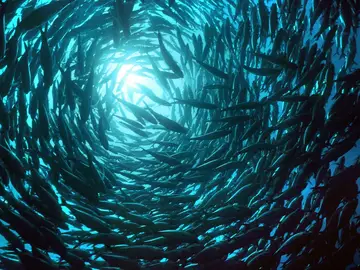 Banco de peces Banco de peces