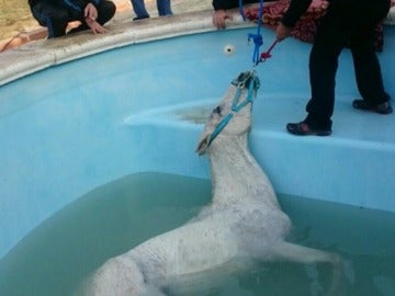 Caballo dentro de una piscina Caballo dentro de una piscina