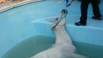 Caballo dentro de una piscina