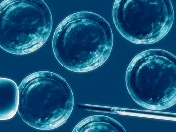 Las células madre podrían utilizarse en la medicina regenerativa Las células madre podrían utilizarse en la medicina regenerativa