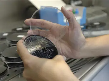 Una muestra recogida en unas torres de refrigeración es analizada en un laboratorio. Una muestra recogida en unas torres de refrigeración es analizada en un laboratorio.