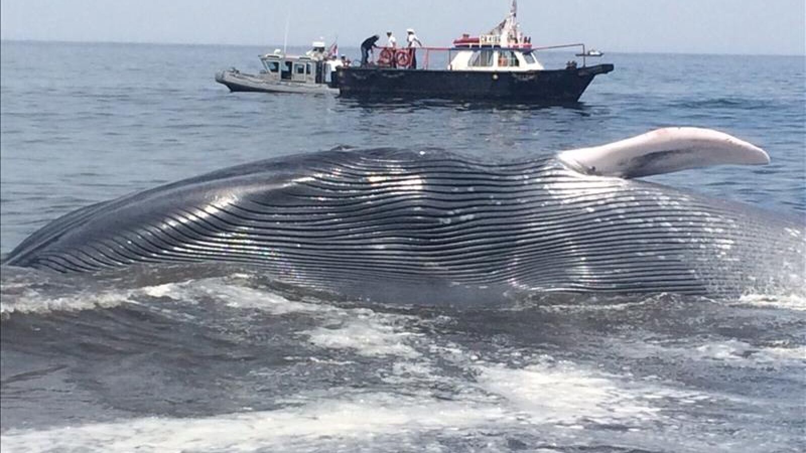Rescatan a una ballena de 20 metros varada en una playa de Chile