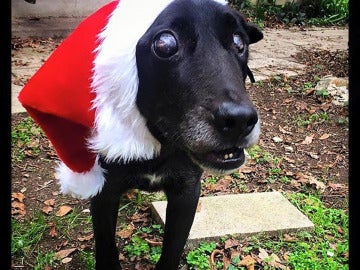 Blackie con un gorro de Papá Noel