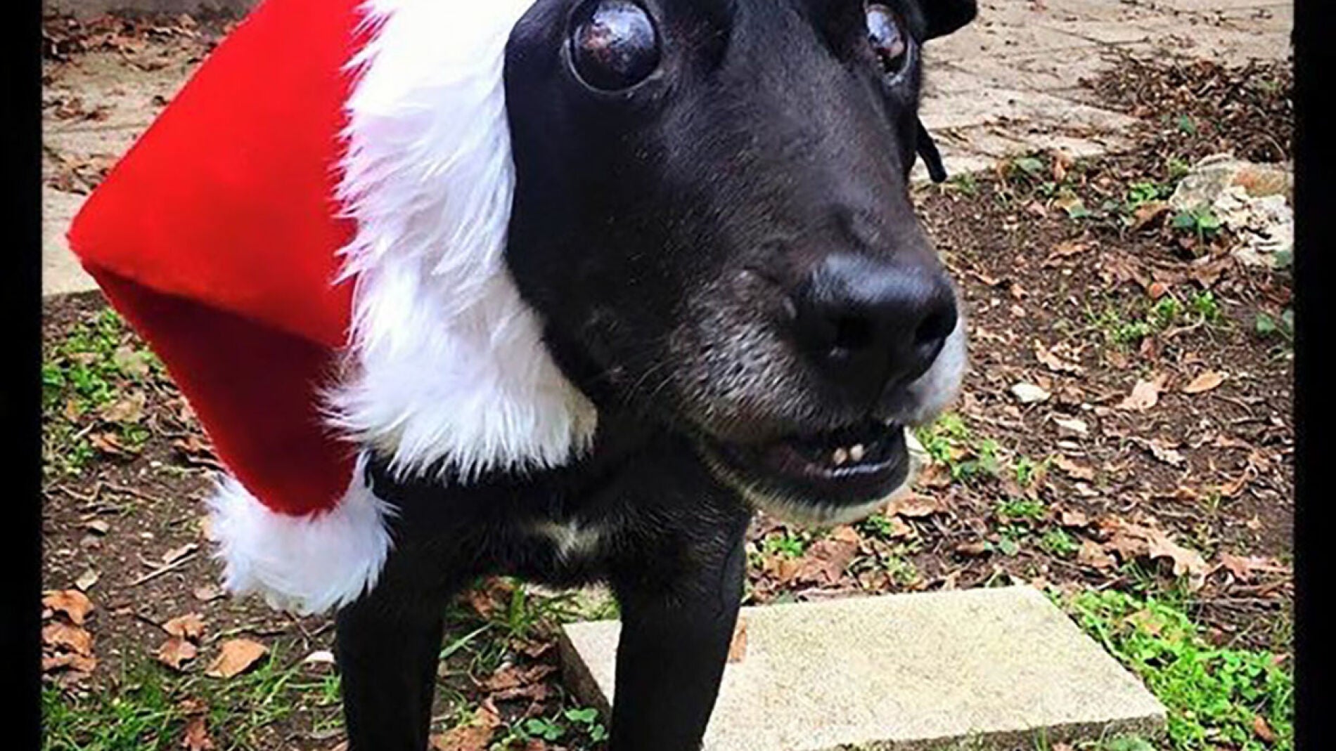 Blackie con un gorro de Pap&aacute; Noel
