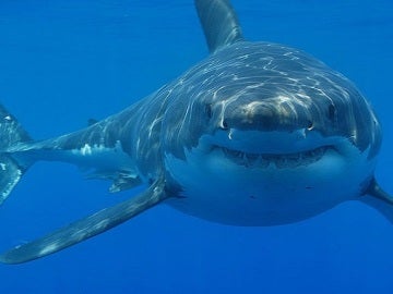 Ejemplar de tiburón blanco