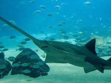 Las 10 especies marinas que podrían extinguirse en 2016 Las 10 especies marinas que podrían extinguirse en 2016