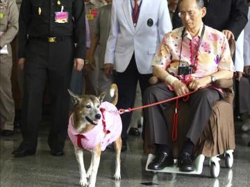 Thong Daeng, adoptada en 1998, solía aparecer en fotos oficiales del rey 