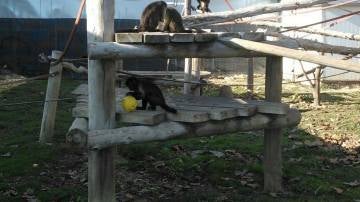 Los primates juegan en el centro Rainfer