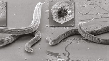 Dos de las especies de gusanos descubiertas en Isla Reunión