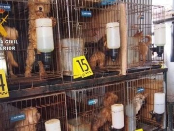 Los perros estaban encerrados en pequeñas jaulas