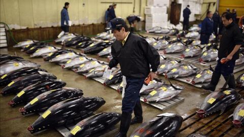 Subasta de at&uacute;n en la lonja de Tokio