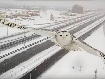 El búho capturado por las cámaras El búho capturado por las cámaras