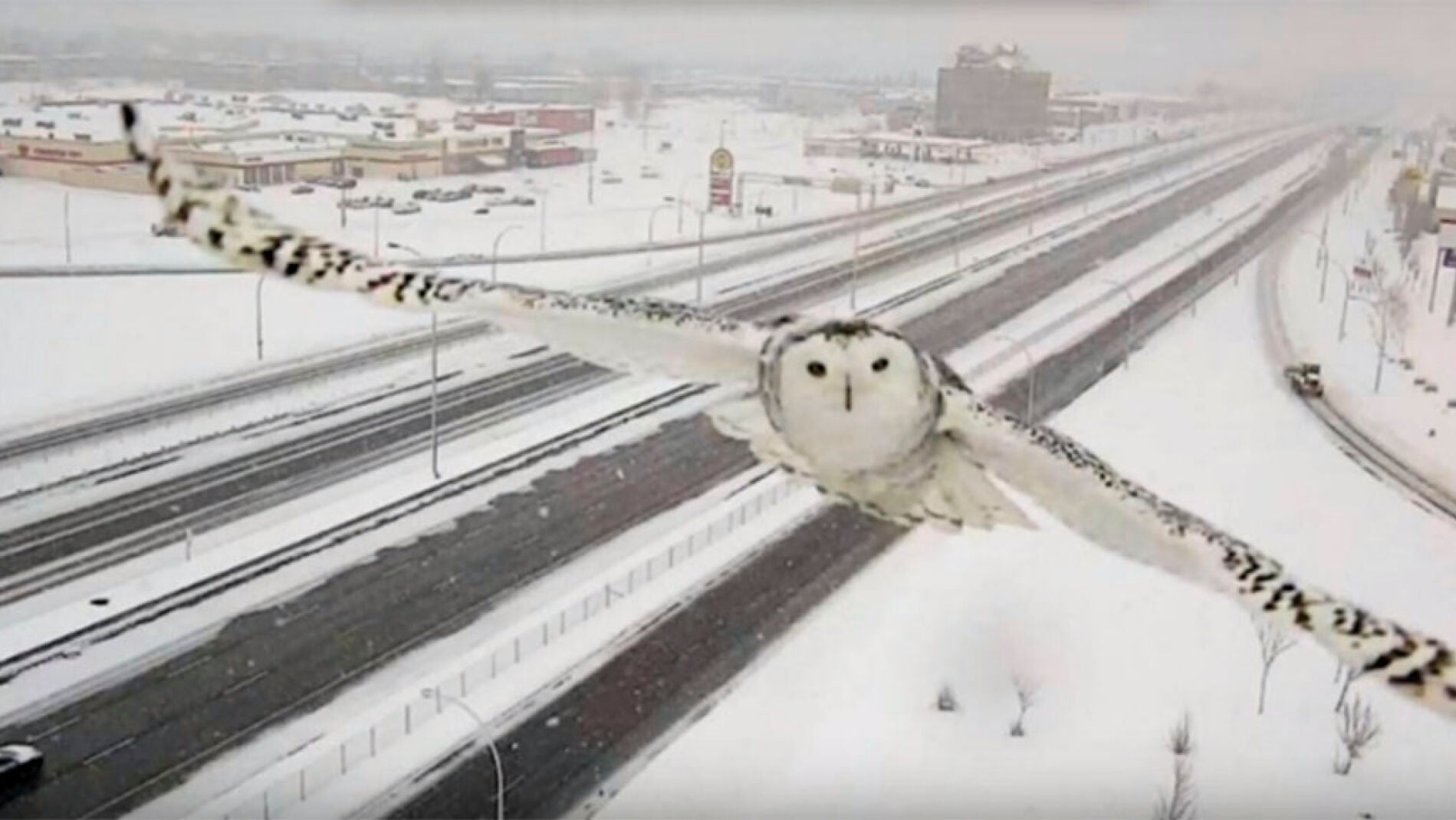 El b&uacute;ho capturado por las c&aacute;maras