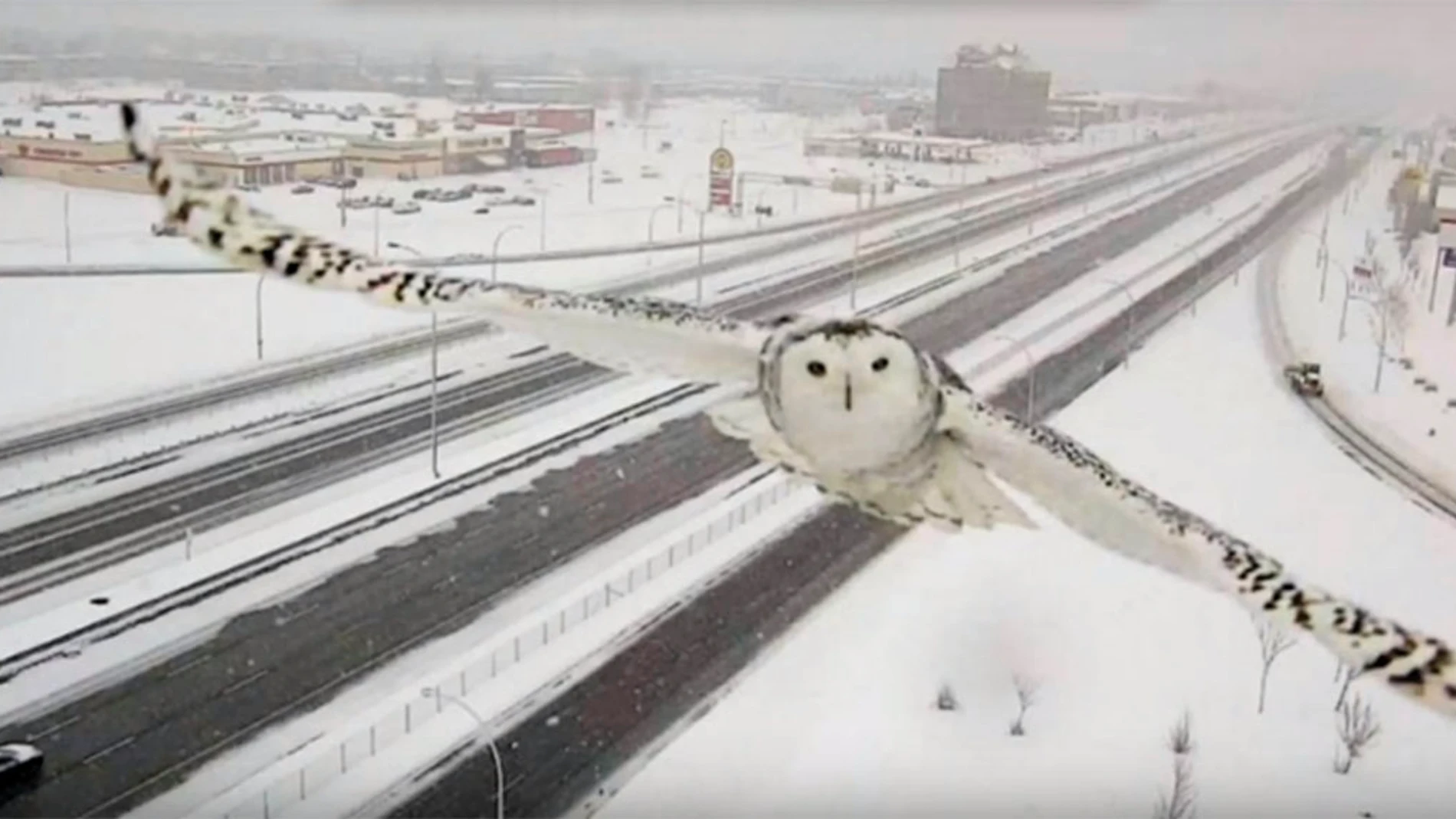 El búho capturado por las cámaras El búho capturado por las cámaras