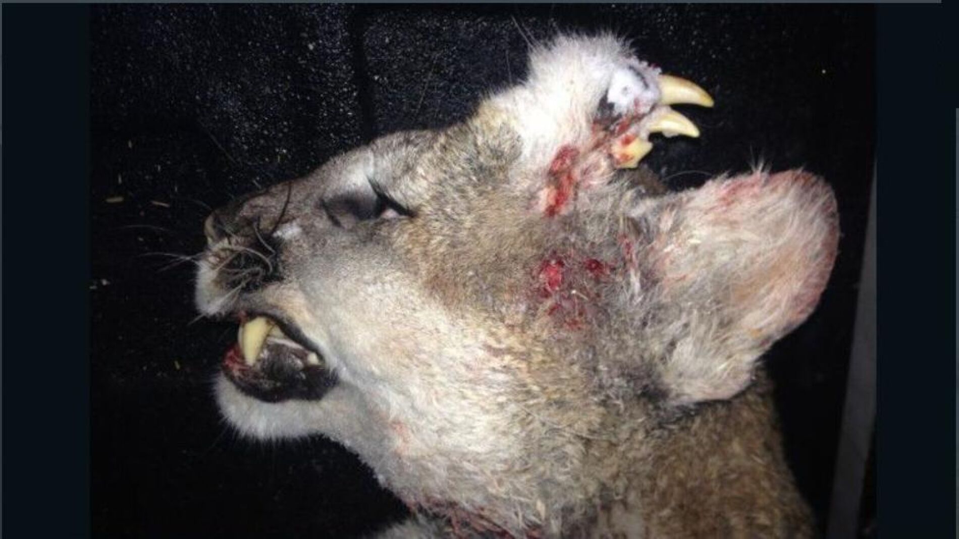 Puma con dientes en la frente