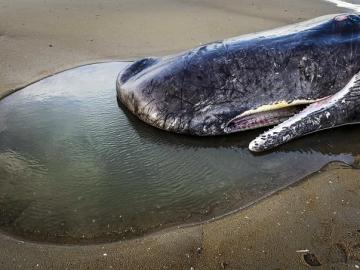 Cuerpo de un cachalote en una playa en la isla de Texel, Holanda Cuerpo de un cachalote en una playa en la isla de Texel, Holanda