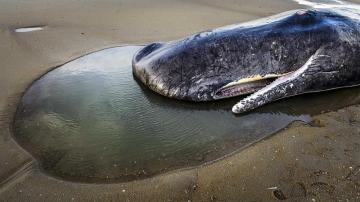 Cuerpo de un cachalote en una playa en la isla de Texel, Holanda