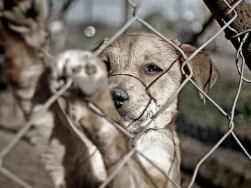 El fiscal de medioambiente anima a los ciudadanos a denunciar el maltrato animal 