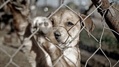 Detienen a un matrimonio por maltrato animal y rescatan a 39 gatos y 13 perros hacinados en su casa