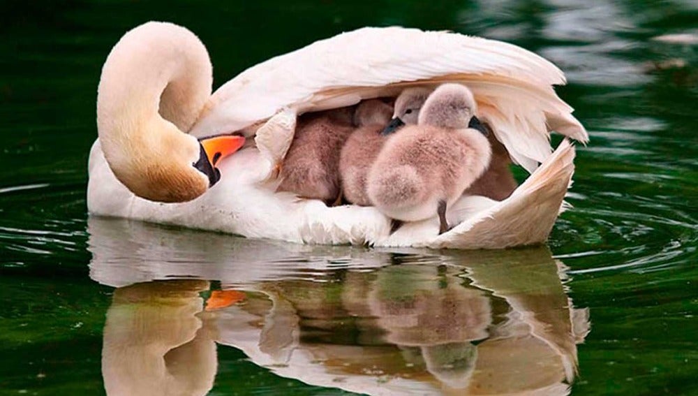 Un cisne con sus crías