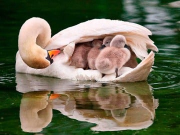 Un cisne con sus crías 