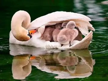 Un cisne con sus crías Un cisne con sus crías