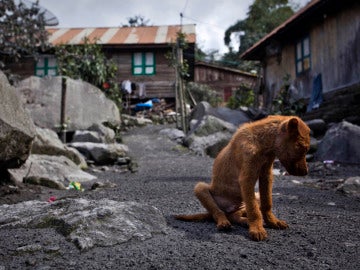 Las personas con problemas económicos se ven en la obligación de dejar a sus mascotas en refugios Las personas con problemas económicos se ven en la obligación de dejar a sus mascotas en refugios
