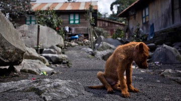 Las personas con problemas econ&oacute;micos se ven en la obligaci&oacute;n de dejar a sus mascotas en refugios