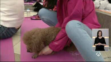 Récord del mundo en una clase de yoga para perros celebrada en Hong Kong