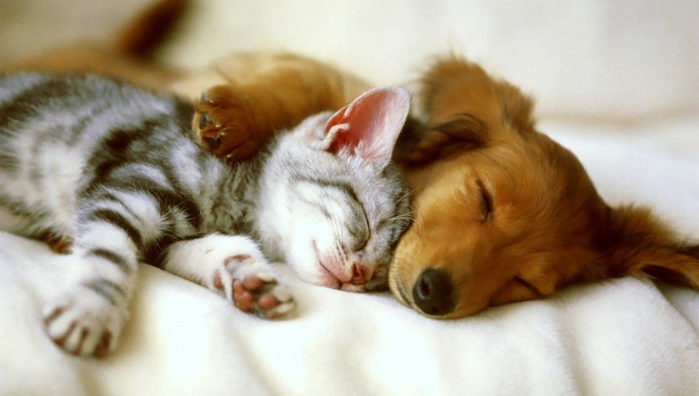 Un perro y un gato durmiendo