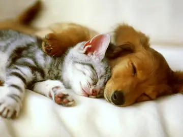 Un perro y un gato durmiendo Un perro y un gato durmiendo