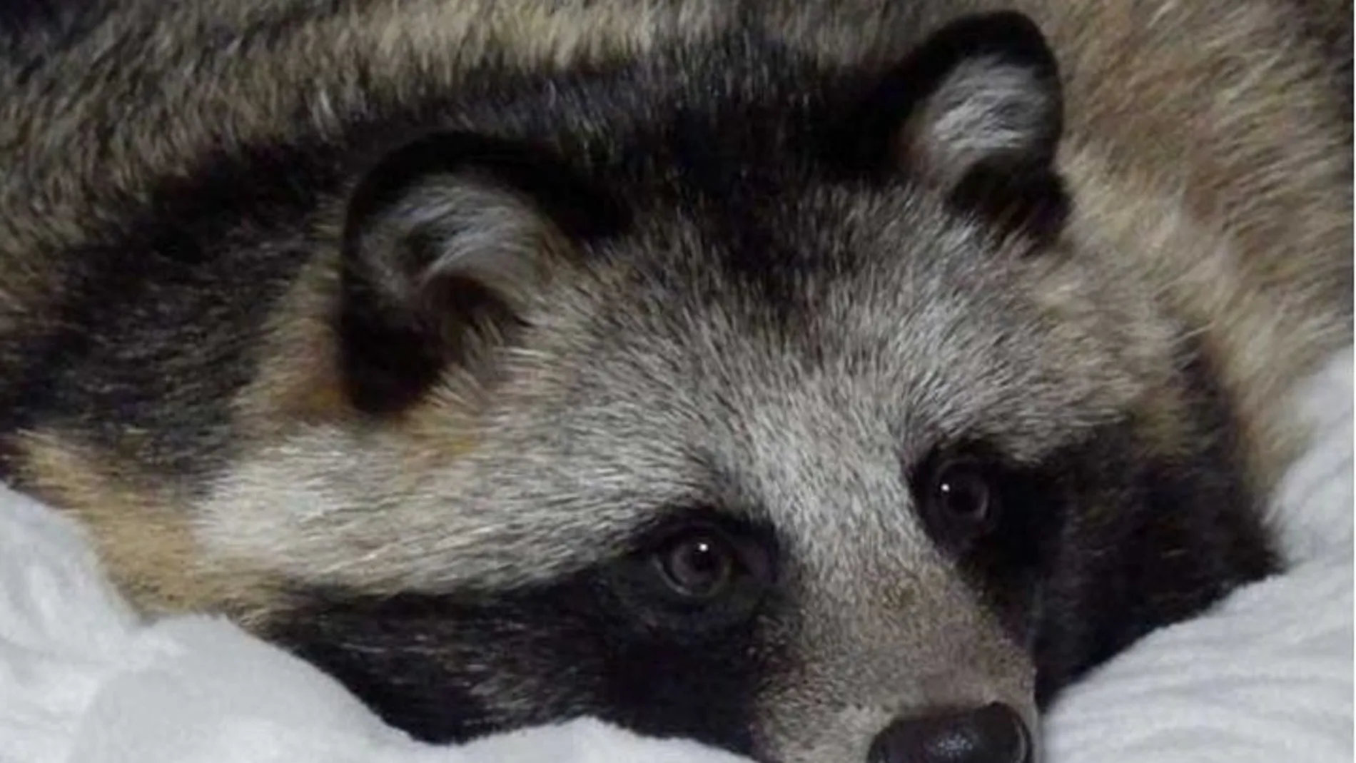 Tanu, un curioso perro mapache Tanu, un curioso perro mapache
