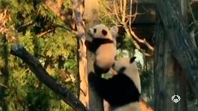 Un cachorro de panda se sube a un árbol por primera vez y su madre acude a ayudarle