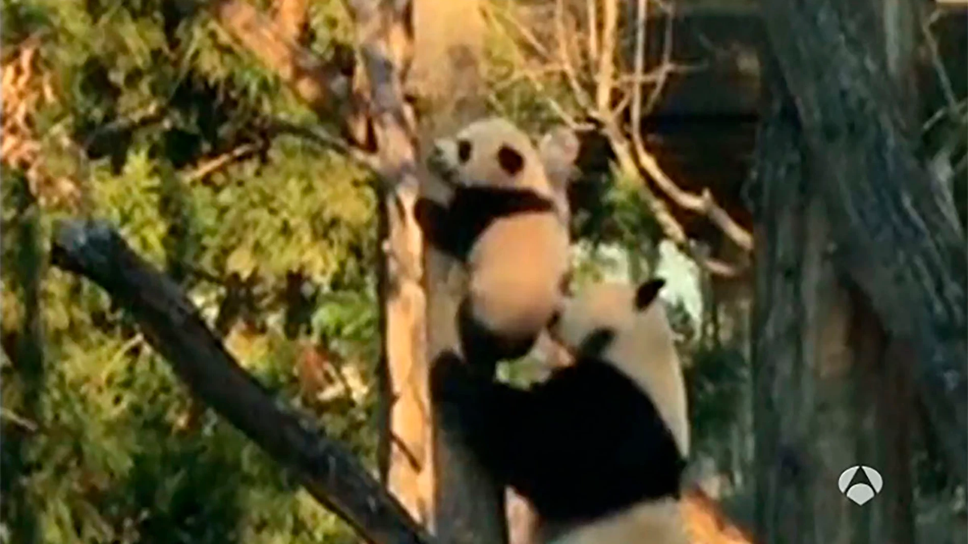 El cachorro de oso panda recibe la ayuda de su madre